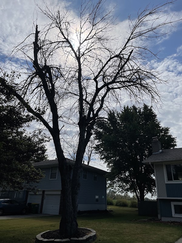 Claar Tree LLC