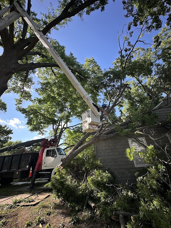 Eisenhower Tree Care