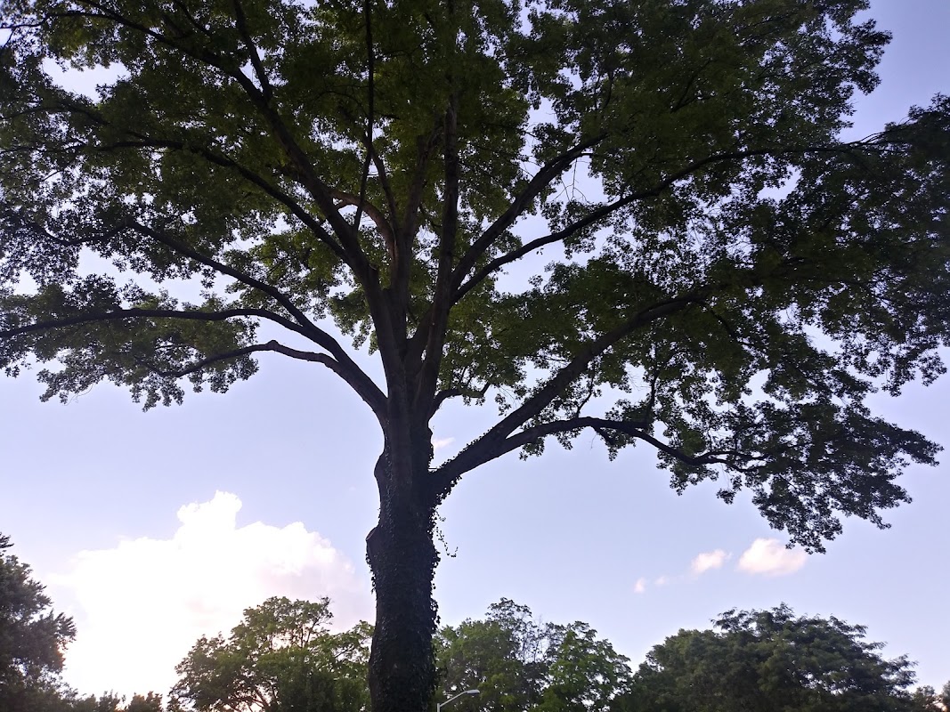 Elite Tree Service, Inc