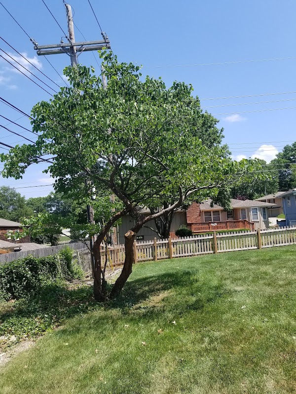 National Tree Service of Kansas City