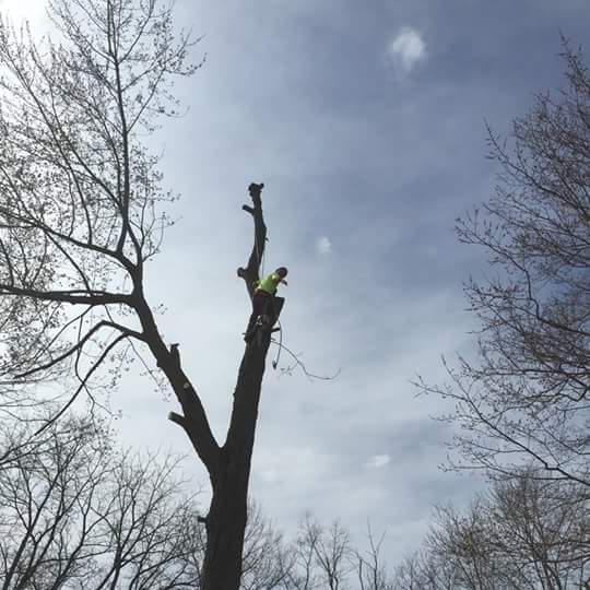 Sunrise Tree Care LLC