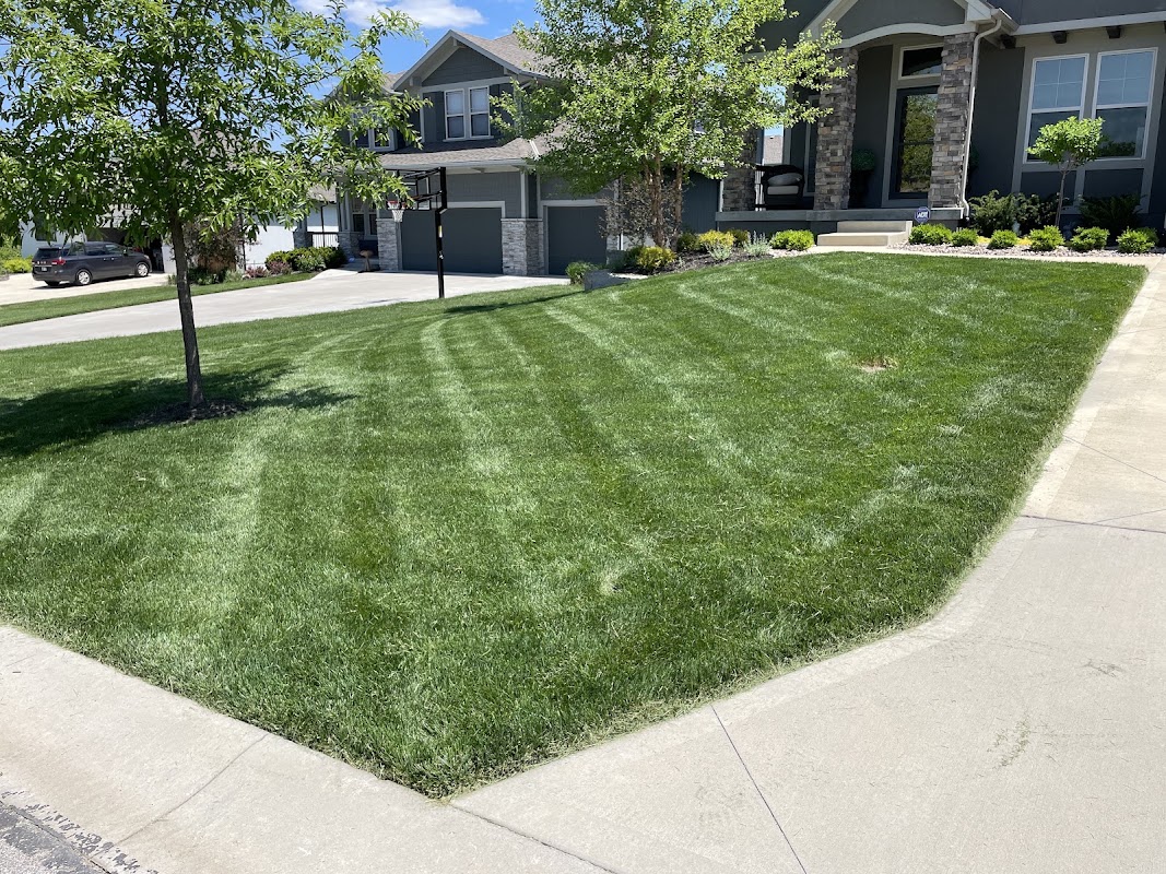 The Lawn Cypress