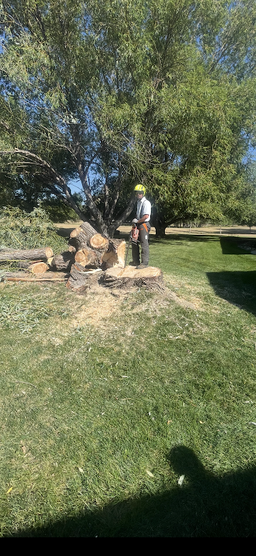 The Tree Guy LLC
