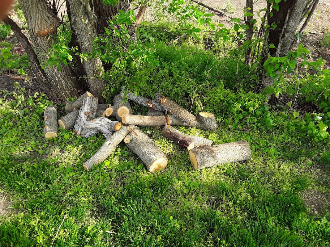 Thorne's Tree Services Inc